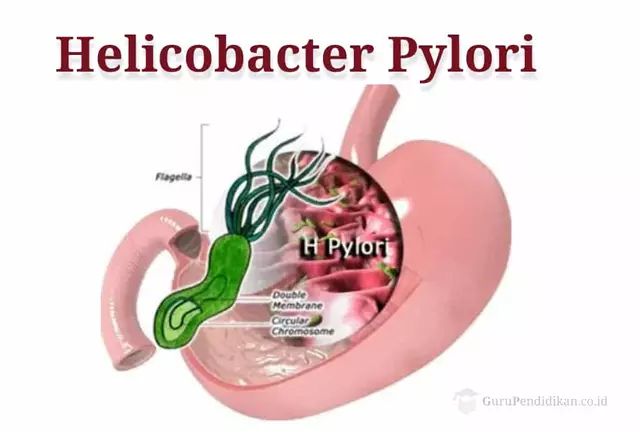 The Role of Clarithromycin in Treating Helicobacter Pylori Infections